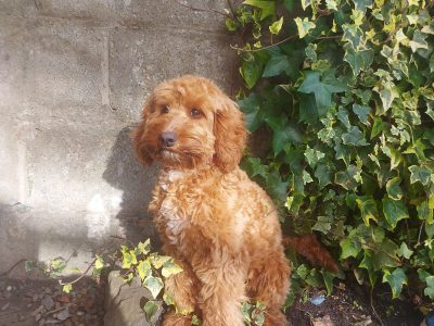 Red Cockapoo Puppy for Sale in Ahascragh