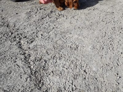 Golden Cocker Pups for Sale in Cavan – Vaccinated
