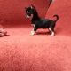 Miniature chihuahua puppies