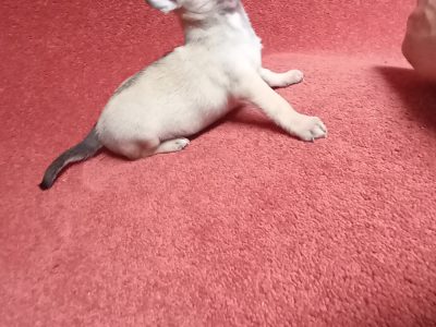 Miniature Chihuahuas for Sale in Swords