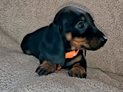 Miniature Dachshund Puppies in Kildare – IKC