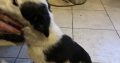 Border collie pups for sale