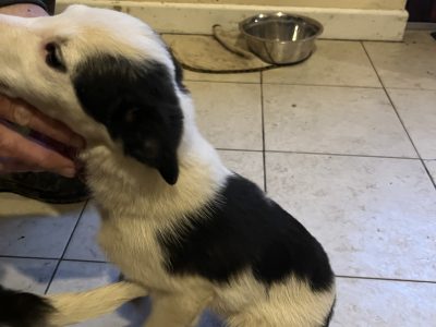 Border Collie Puppies for Sale in Meath