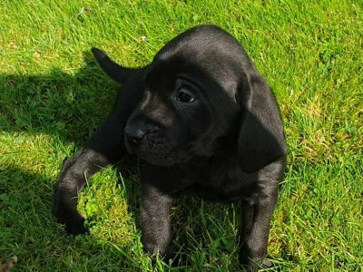 Labrador Puppies in Warrenpoint – KC Registered