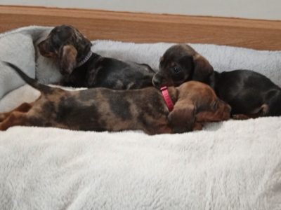 Mini Dachshunds for Sale in Tallaght – Playful Pups