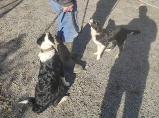 Border collie pup and 2 year old mum