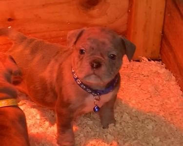 Micro American Bulldog in Mitchelstown