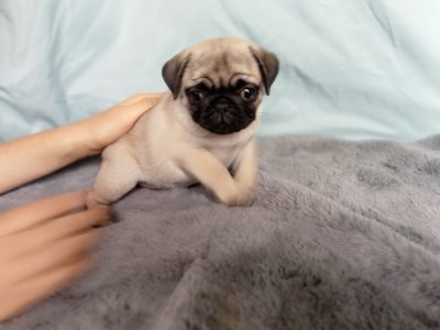 Pug Puppies for Sale in Adare – IKC Registered