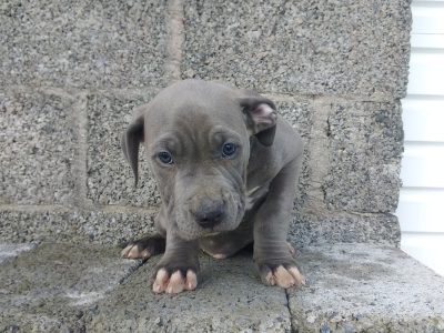 American XL Bulldogs for sale in Letterkenny