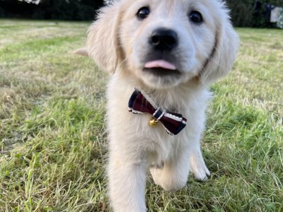 Golden Retriever Puppies in Wexford – IKC Registered