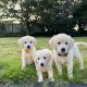 Pedigree IKC Golden Retriever puppies