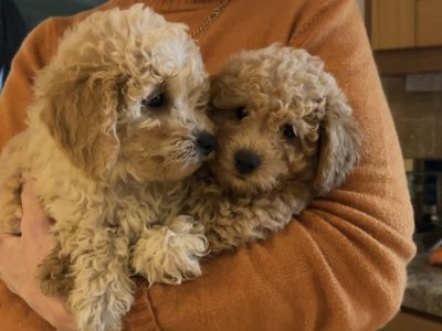 Poochon Puppies for Sale in Gorey – Family Raised