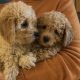 Adorable Poochon Puppies for sale