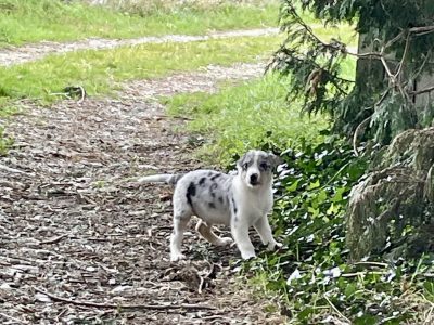 Blue Merle Collie Cross Puppies in Rathkyle