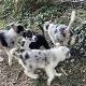 blue merle collie cross pups for sale