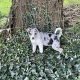 blue merle collie cross pups for sale