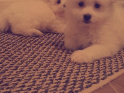 Maltese Puppies for Sale in Limerick – Home Rared