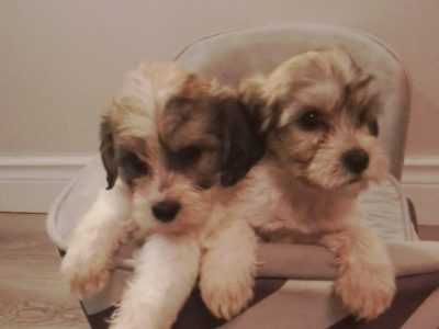 Cavachon Puppies for Sale in Mayo – Friendly!