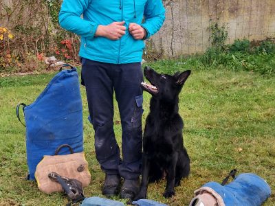 German Shepherd Puppies in Maynooth – IKC Registered