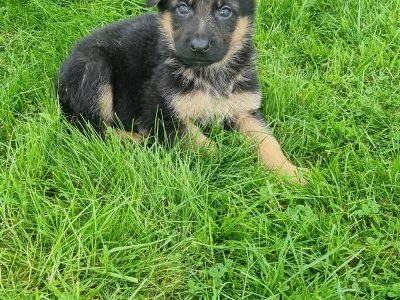 German Shepherd Puppies in Castlecreevy