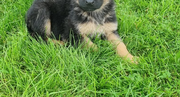 German Shepherd Pups for Sale