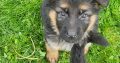 German Shepherd Pups for Sale