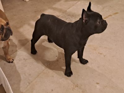 French Bulldogs in Ennis – Playful Beauties