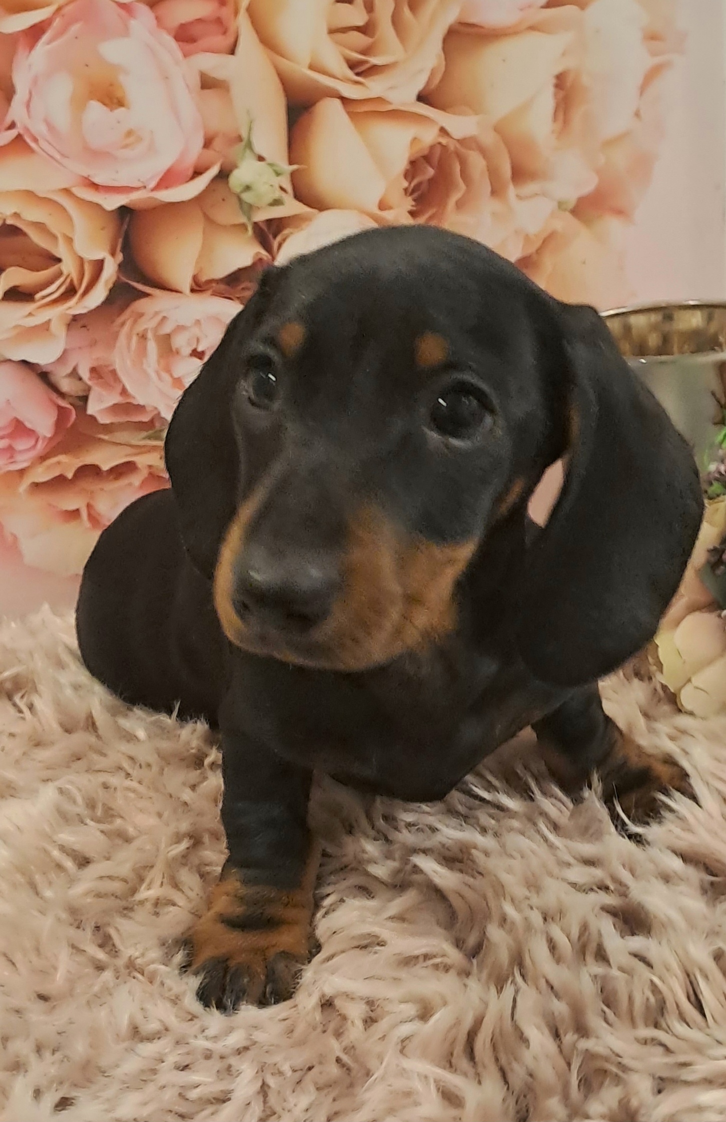 Miniature dachshund Dogs For Sale Ireland