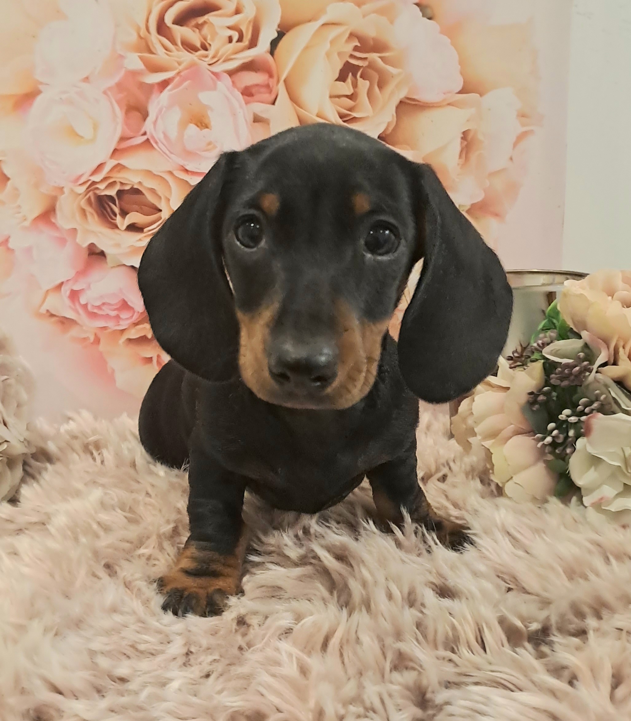 Mini weiner shop dog puppy