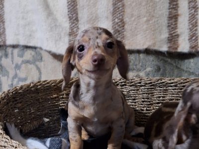 Chiweenies for Sale in Lucan – Vaccinated Pups