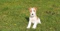 Beautiful Jack Russell Puppies