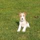 Beautiful Jack Russell Puppies