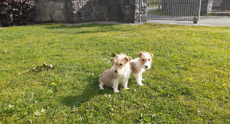 Beautiful Jack Russell Puppies