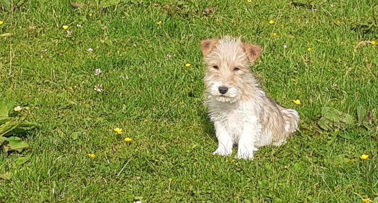 Beautiful Jack Russell Puppies