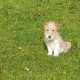 Beautiful Jack Russell Puppies