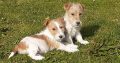 Beautiful Jack Russell Puppies