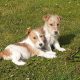 Beautiful Jack Russell Puppies