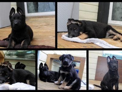 German Shepherd Puppies in Tipperary – IKC Reg