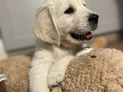 White Golden Retriever Puppies in Kilcullen
