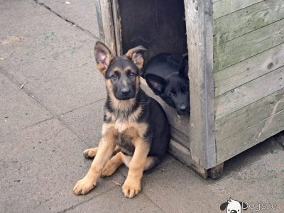 German Shepherd in Leixlip – IKC Registered