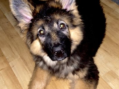 German Shepherd Puppy for Sale in Tralee