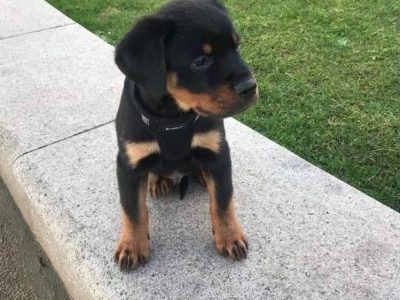 Rottweiler Puppies for Sale in Tralee