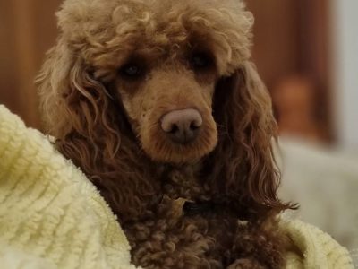 Red Mini Poodle Puppies for Sale in N41 FV08