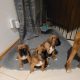 Stunning Boxer pups for sale