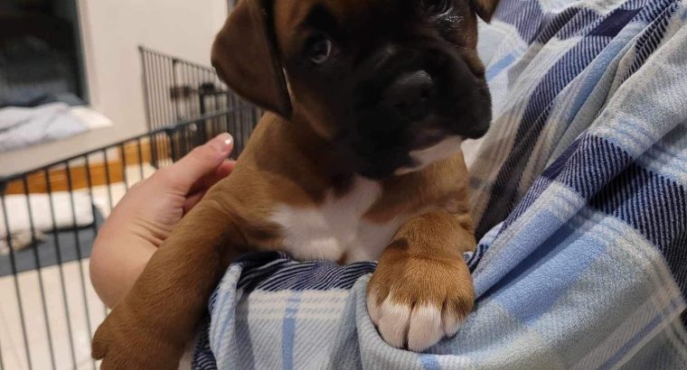 Stunning Boxer pups for sale