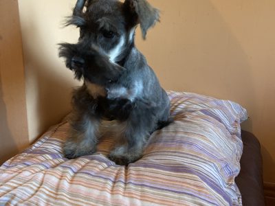 Miniature Schnauzer Puppies in Wexford