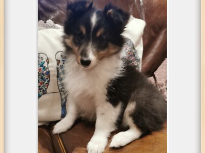 Shetland Sheepdogs in Malahide – IKC Registered