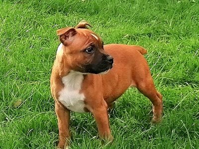 Staffordshire Bull Terrier Pups in Y34DP04