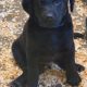 5 beautiful Labrador pedigree retriever pups (IKC)