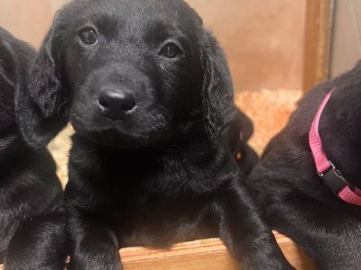 Labrador Puppies for Sale in Bruff – IKC Registered